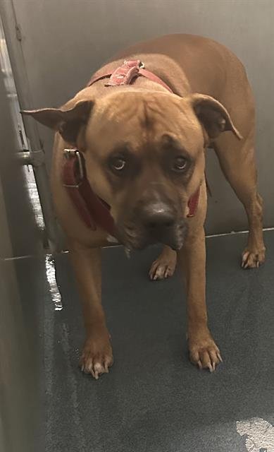 MILO (RESCUE ONLY) - American Bulldog available for adoption