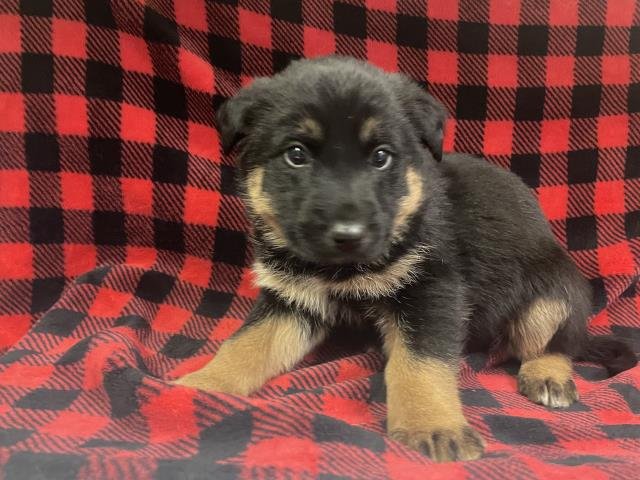 A122233 - German Shepherd Dog available for adoption