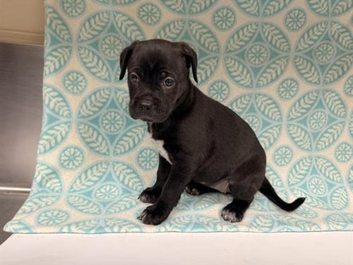 SASSY - Pit Bull Terrier available for adoption