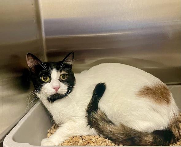 A122408 - Domestic Short Hair available for adoption