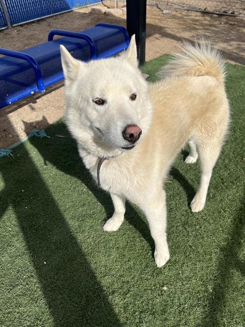 MISTY - Siberian Husky available for adoption