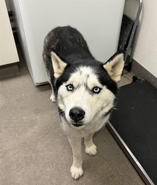 A122656 - Siberian Husky available for adoption