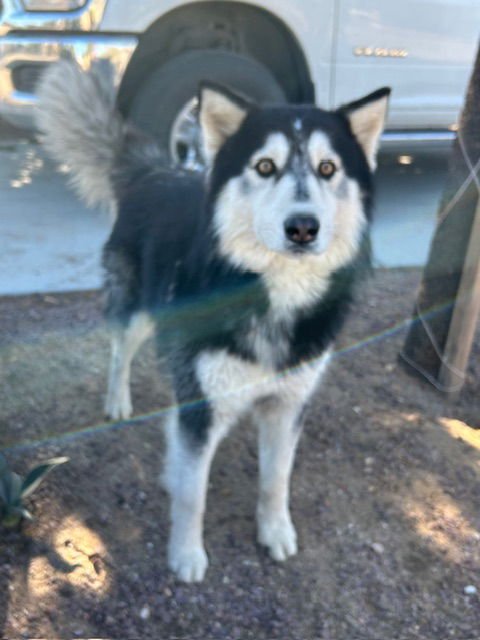 TUNDRA - Alaskan Malamute available for adoption