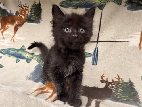 KARL - Domestic Short Hair available for adoption