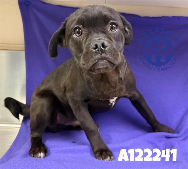 HUGO - Pug available for adoption