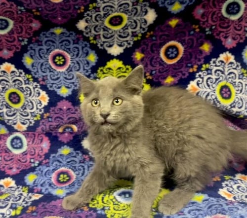 A127108 - Domestic Short Hair available for adoption