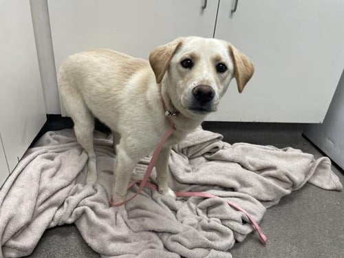 YELLOW - Labrador Retriever available for adoption