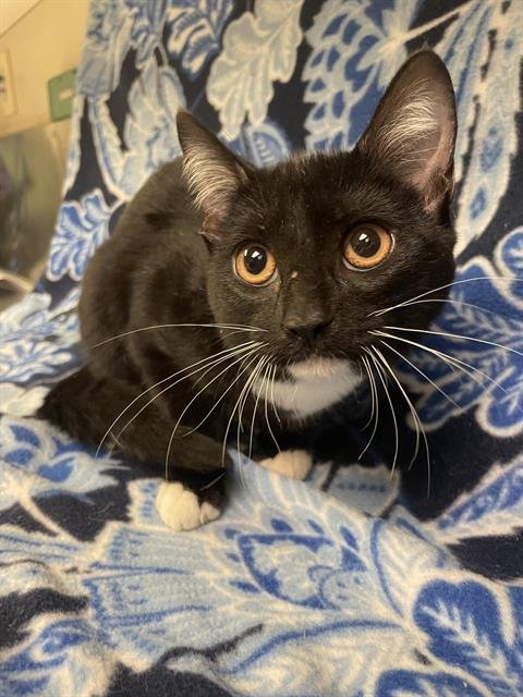 LEFTY - Domestic Short Hair available for adoption