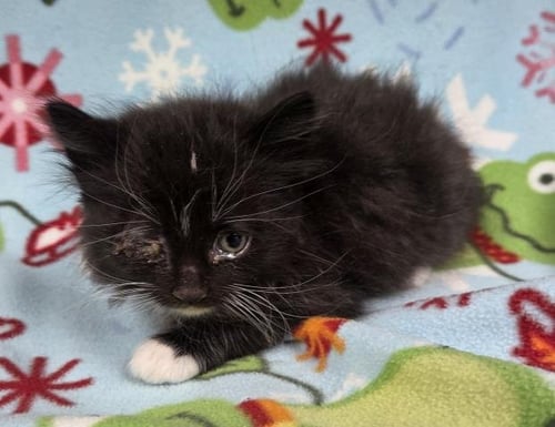 A124824 - Domestic Short Hair available for adoption
