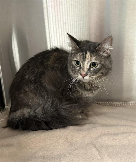 CHARLIE (RESCUE ONLY) - Domestic Short Hair available for adoption