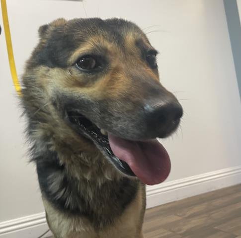 A122218 - German Shepherd Dog available for adoption