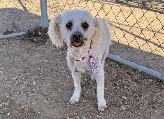 A123029 - Maltese available for adoption
