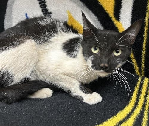 MEOWLY CYRUS - Domestic Short Hair for adoption in Victorville