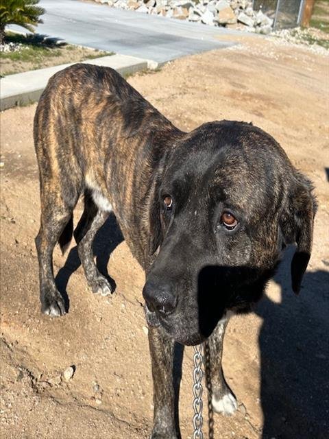 CHOKO (RESCUE ONLY) - Mastiff available for adoption