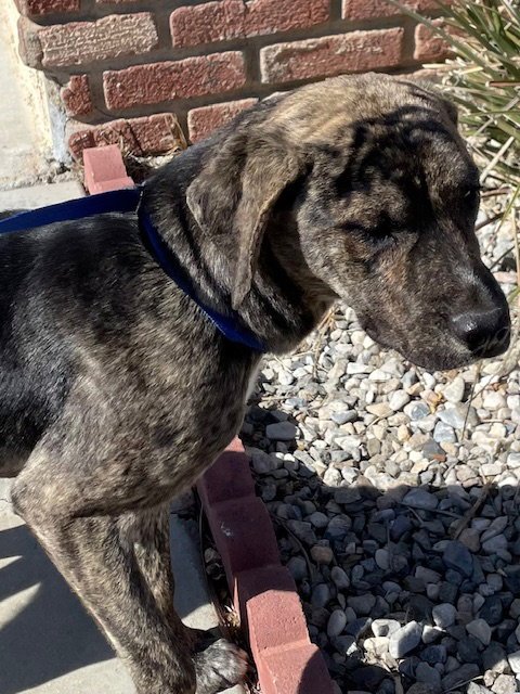 SILAS - Cane Corso Mastiff for adoption in Victorville