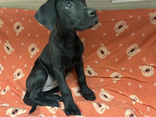 BEAR - Labrador Retriever available for adoption