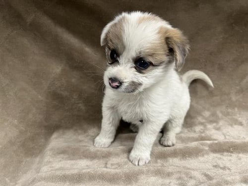 A123628 - Chihuahua available for adoption