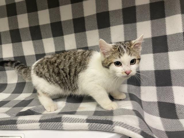 HARRISON (RESCUE ONLY) - Domestic Short Hair available for adoption