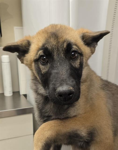 A122970 - German Shepherd Dog available for adoption