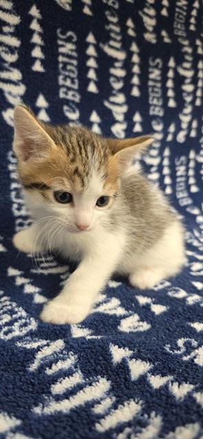 (NURSING) - Domestic Short Hair available for adoption