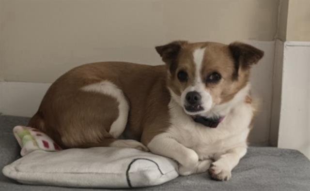 BABBETT - Chihuahua available for adoption