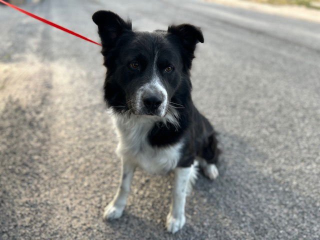 OAKLEY - Border Collie available for adoption