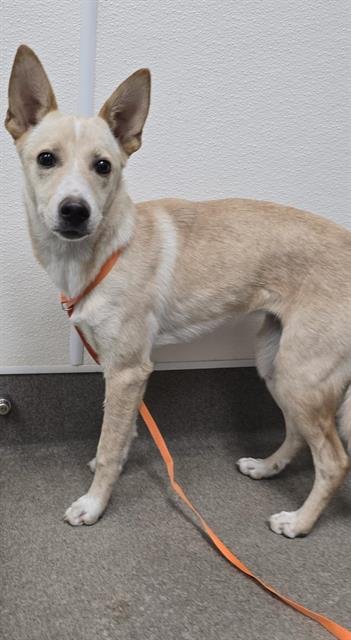 DENALI - Siberian Husky / Whippet available for adoption