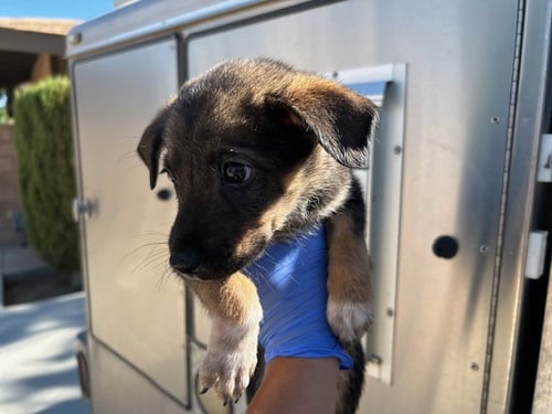 FRED - German Shepherd Dog for adoption in Victorville