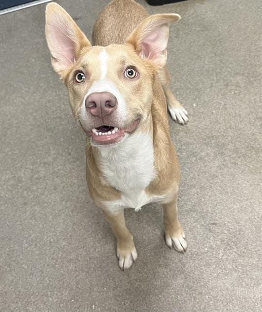 SUNSHINE - Pit Bull Terrier available for adoption