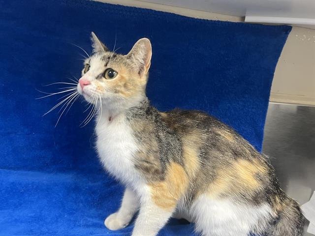 CELIA (RESCUE ONLY) Image