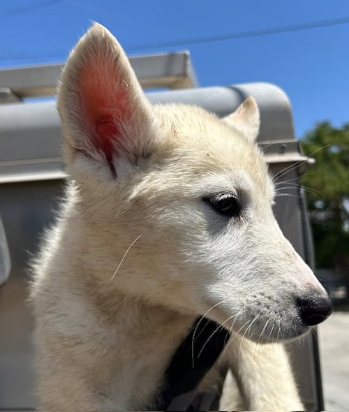 A125171 - Siberian Husky / German Shepherd Dog available for adoption