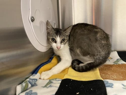 PIXIE - Domestic Short Hair for adoption in Victorville