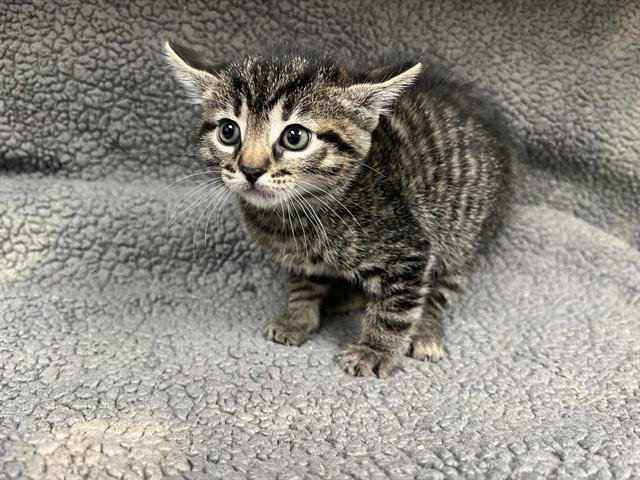 TILLY Image