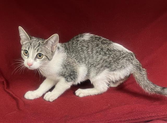 LUCILLE - Domestic Short Hair available for adoption