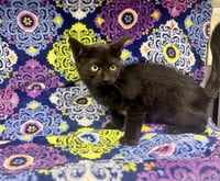 JINX - Photo 1