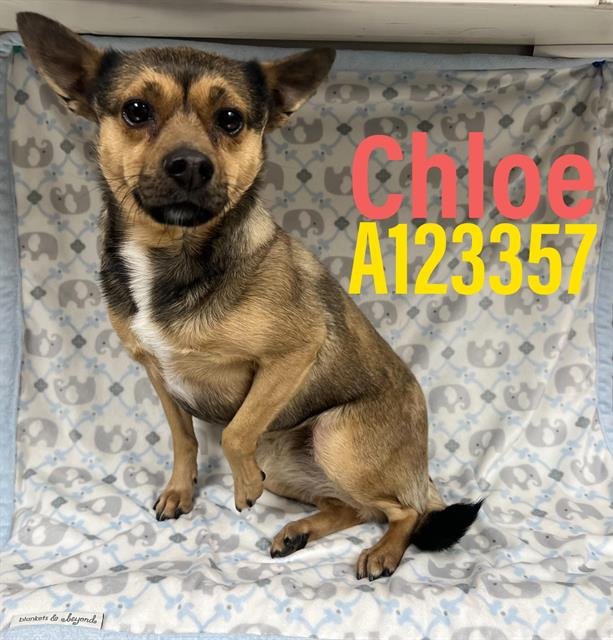 CHLOE - Chihuahua available for adoption