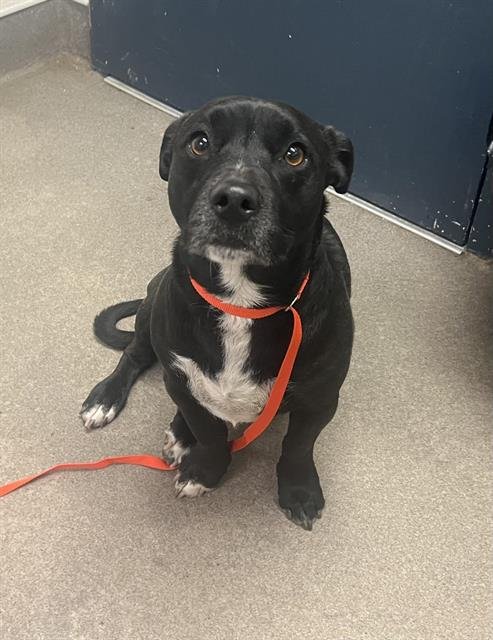 (RESCUE ONLY) HUXLEY - Basset Hound available for adoption