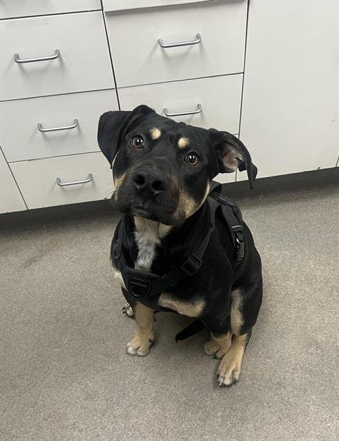 PUMPERNICKEL - Rottweiler available for adoption