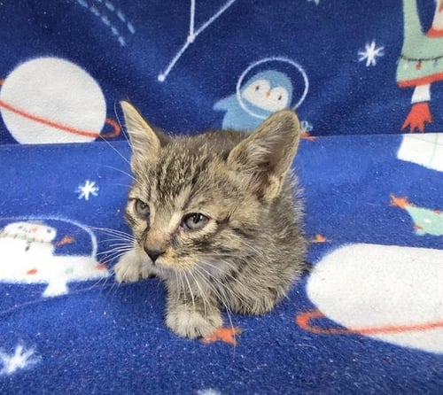 GENE C. - Domestic Short Hair available for adoption