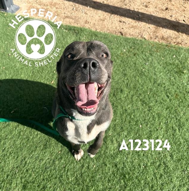 JEWEL - Pit Bull Terrier available for adoption