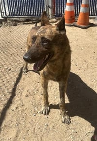 TED (RESCUE ONLY) - Photo 1