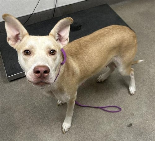 SLIM - German Shepherd Dog / Pit Bull Terrier available for adoption