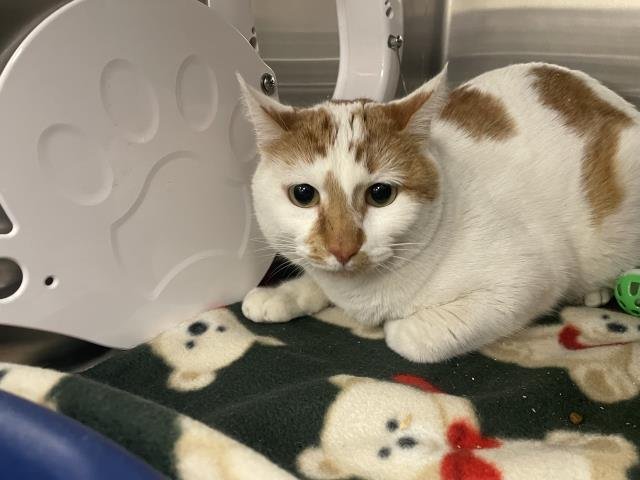 MANGO - Domestic Short Hair available for adoption