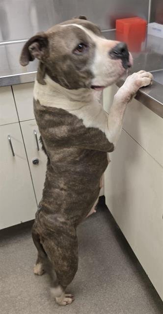 A122659 - Pit Bull Terrier available for adoption