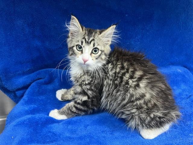 SILVIE (RESCUE ONLY) Image