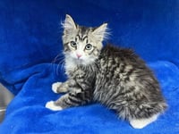 SILVIE (RESCUE ONLY) - Photo 1