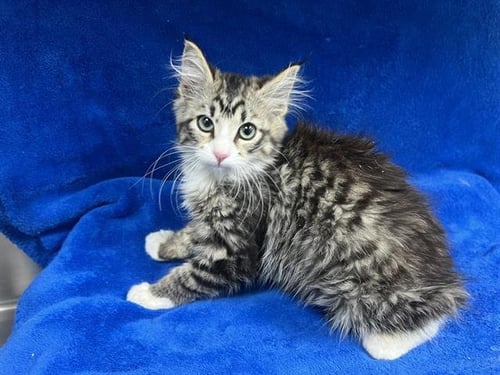 SILVIE (RESCUE ONLY) - Domestic Medium Hair for adoption in Victorville