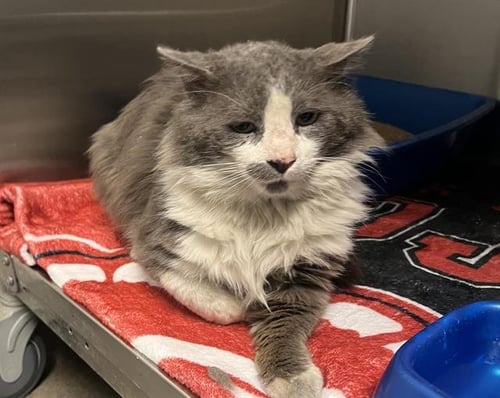 A123720 - Domestic Long Hair available for adoption