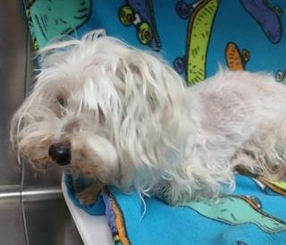 GIUSEPPE (RESCUE ONLY) - Maltese available for adoption