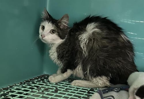 A124073 - Domestic Long Hair available for adoption